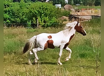 Pinto Horse, Castrone, 1 Anno, 155 cm, Pezzato