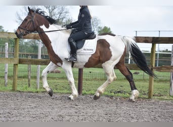 Pinto Horse, Castrone, 20 Anni, 165 cm, Tobiano-tutti i colori