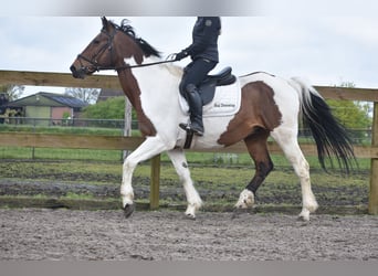 Pinto Horse, Castrone, 20 Anni, 165 cm, Tobiano-tutti i colori