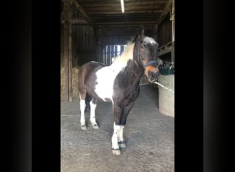Pinto Horse, Castrone, 23 Anni, 165 cm, Pezzato