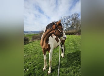 Pinto Horse Mix, Castrone, 2 Anni, 150 cm, Pezzato