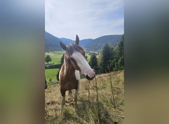 Pinto Horse Mix, Castrone, 2 Anni, 150 cm, Pezzato