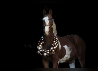 Pinto Horse, Castrone, 2 Anni, Pezzato