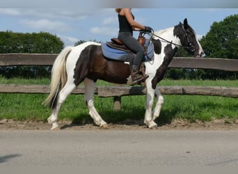 Pinto Horse, Castrone, 3 Anni, 141 cm, Pezzato