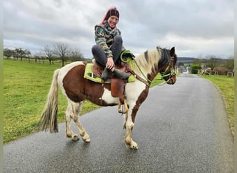 Pinto Horse, Castrone, 3 Anni, 143 cm, Pezzato
