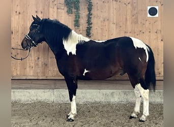 Pinto Horse Mix, Castrone, 3 Anni, 146 cm, Pezzato