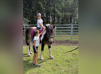 Pinto Horse, Castrone, 3 Anni, 146 cm, Tobiano-tutti i colori