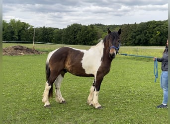 Pinto Horse Mix, Castrone, 3 Anni, 150 cm, Tobiano-tutti i colori