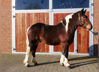 Pinto Horse Mix, Castrone, 3 Anni, 153 cm