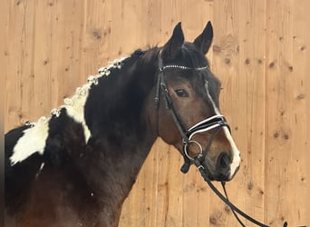 Pinto Horse, Castrone, 3 Anni, 154 cm, Pezzato