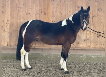 Pinto Horse, Castrone, 3 Anni, 154 cm, Pezzato