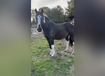 Pinto Horse, Castrone, 3 Anni, 155 cm, Pezzato