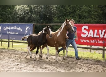 Pinto Horse, Castrone, 3 Anni, 155 cm, Pezzato
