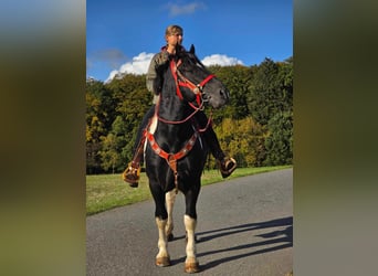 Pinto Horse, Castrone, 3 Anni, 155 cm, Pezzato