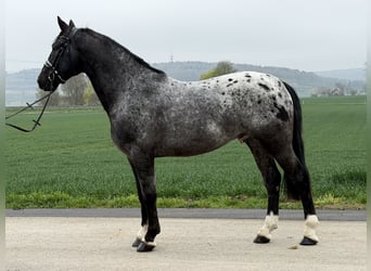 Pinto Horse Mix, Castrone, 3 Anni, 158 cm, Leopard