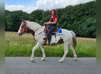 Pinto Horse, Castrone, 3 Anni, 160 cm, Pezzato