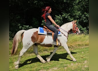 Pinto Horse, Castrone, 3 Anni, 160 cm, Pezzato