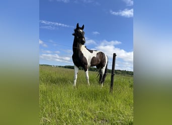 Pinto Horse, Castrone, 3 Anni, 170 cm, Baio