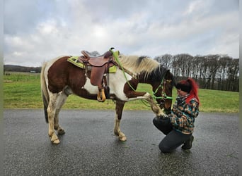 Pinto Horse, Castrone, 4 Anni, 143 cm