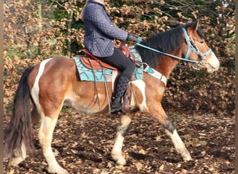 Pinto Horse, Castrone, 4 Anni, 150 cm, Pezzato