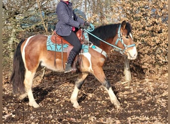 Pinto Horse, Castrone, 4 Anni, 150 cm, Pezzato