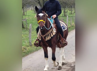 Pinto Horse, Castrone, 4 Anni, 151 cm, Pezzato