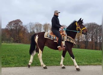 Pinto Horse, Castrone, 4 Anni, 151 cm, Pezzato