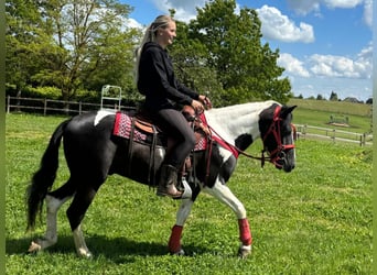 Pinto Horse, Castrone, 4 Anni, 152 cm, Pezzato
