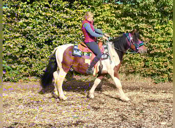 Pinto Horse, Castrone, 4 Anni, 154 cm, Pezzato