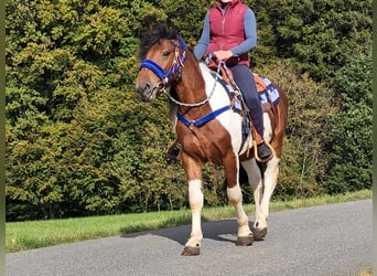 Pinto Horse, Castrone, 4 Anni, 154 cm, Pezzato