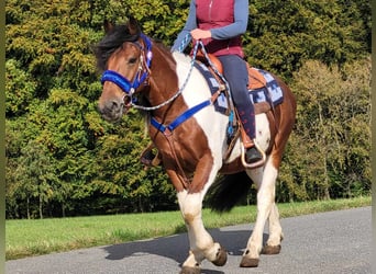 Pinto Horse, Castrone, 4 Anni, 154 cm, Pezzato
