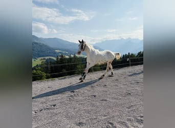 Pinto Horse Mix, Castrone, 4 Anni, 156 cm, Pezzato