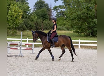 Pinto Horse, Castrone, 4 Anni, 161 cm, Baio