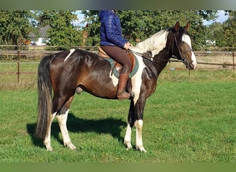 Pinto Horse, Castrone, 4 Anni, 162 cm, Pezzato