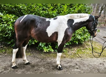 Pinto Horse, Castrone, 4 Anni, 162 cm, Pezzato