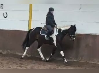 Pinto Horse, Castrone, 4 Anni, 162 cm, Pezzato