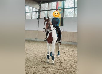 Pinto Horse, Castrone, 4 Anni, 171 cm, Pezzato