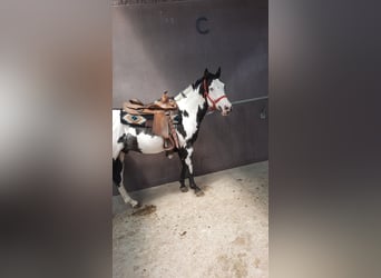 Pinto Horse, Castrone, 5 Anni, 140 cm, Pezzato