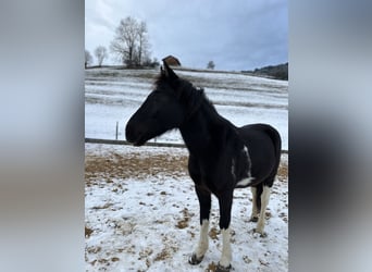 Pinto Horse, Castrone, 5 Anni, 146 cm, Pezzato