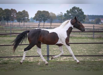 Pinto Horse Mix, Castrone, 5 Anni, 150 cm, Pezzato