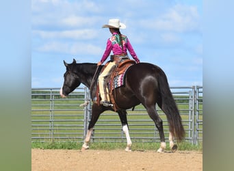 Pinto Horse, Castrone, 5 Anni, 152 cm, Morello