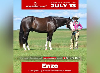 Pinto Horse, Castrone, 5 Anni, 152 cm, Morello