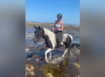 Pinto Horse, Castrone, 5 Anni, 155 cm, Pezzato