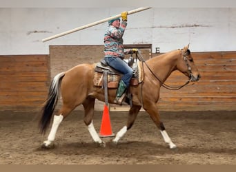 Pinto Horse, Castrone, 5 Anni, 160 cm, Falbo