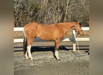 Pinto Horse, Castrone, 5 Anni, 160 cm, Falbo