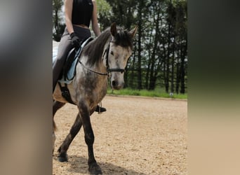 Pinto Horse, Castrone, 6 Anni, 140 cm, Grigio