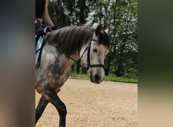 Pinto Horse, Castrone, 6 Anni, 140 cm, Grigio