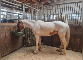 Pinto Horse, Castrone, 6 Anni, 145 cm, Pezzato
