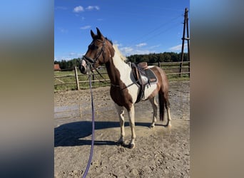 Pinto Horse, Castrone, 6 Anni, 158 cm
