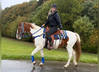 Pinto Horse, Castrone, 6 Anni, 158 cm, Pezzato